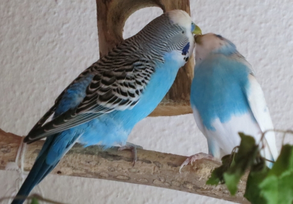 Blaumann und Zausel