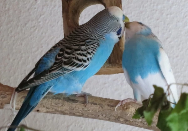 Wellensittich-Bild: Blaumann füttert Zausel, die Hennen sind beiden zu wild.