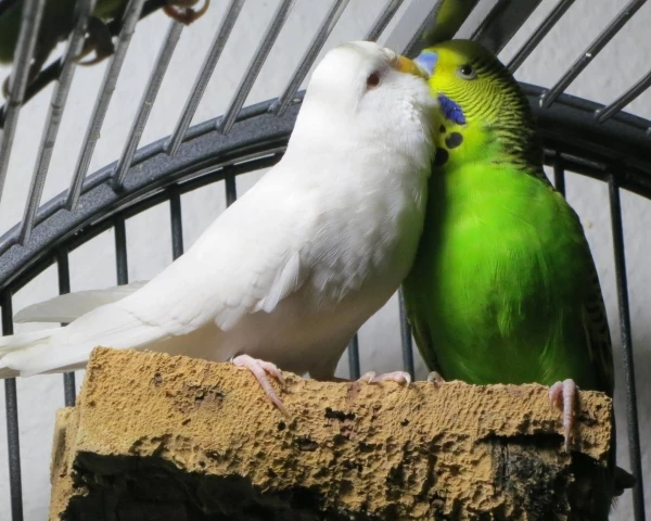 Wellensittich-Bild: Beide kamen als Paar frisch aus dem Tierheim. Eine Zwangsehe ...  nicht sehr fein: Mausolf hat sich danach alsbald umorientiert.