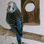 Blaumann und Zausel 2012