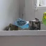 Murmel & Mausi in: Die Dose