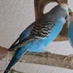 Blaumann und Zausel