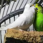 Flocke und Maussolf