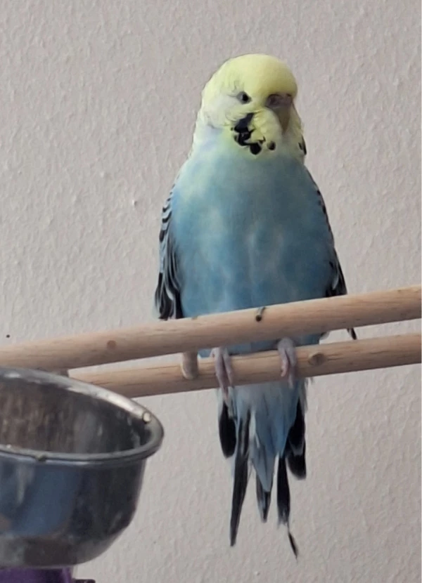 Wellensittich-Bild: Winni ist mit ihrem Freund Charly bei uns einegzogen.