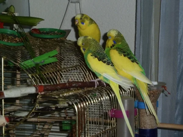 Wellensittich-Bild: Flori, Minino und Chico in trauter Dreisamkeit