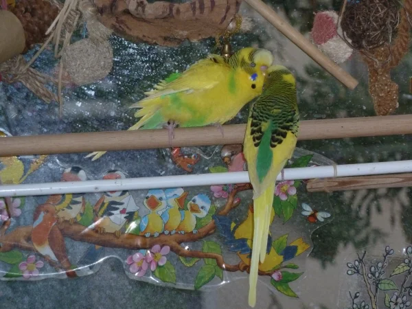 Wellensittich-Bild: Chico voll in Fahrt macht Flori an.