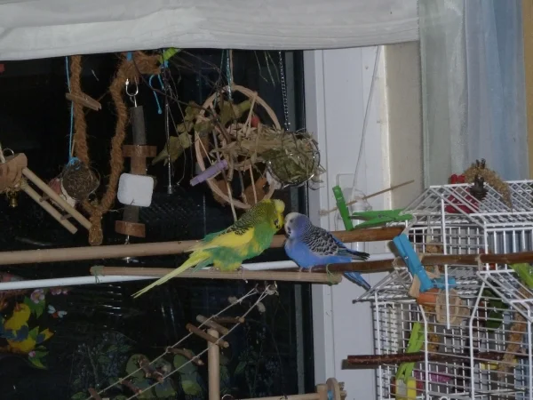 Wellensittich-Bild: Molly und Flori beim turteln