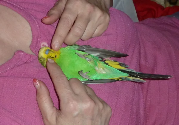 Wellensittich-Bild: Wellnessmassage - Entspannung pur (Felix, 16 Jahr und leider inzwischen fast blind)