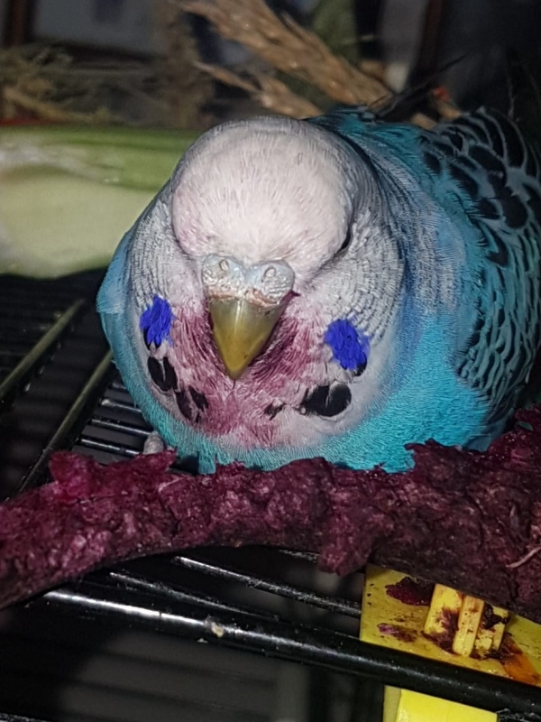 PHPSESSID