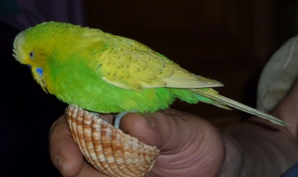 Willi