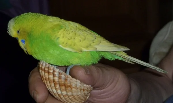Wellensittich-Bild: Willi mit seiner Lieblingsmuschel