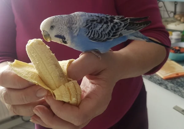 Wellensittich-Bild: Banane kann Sally nicht wiederstehen