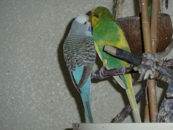 Wellensittich-Bild: Lilly und Flori haben sich gefunden und sind schwer verliebt!