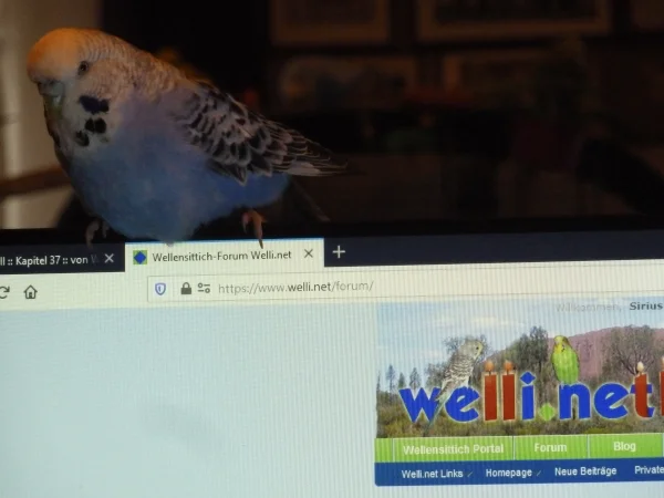 Wellensittich-Bild: Sally schaut auch gern mal bei Welli.net rein