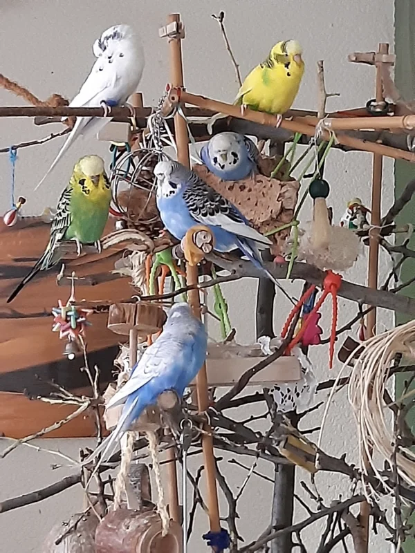 Wellensittich-Bild: Alle 6 auf einen Streich