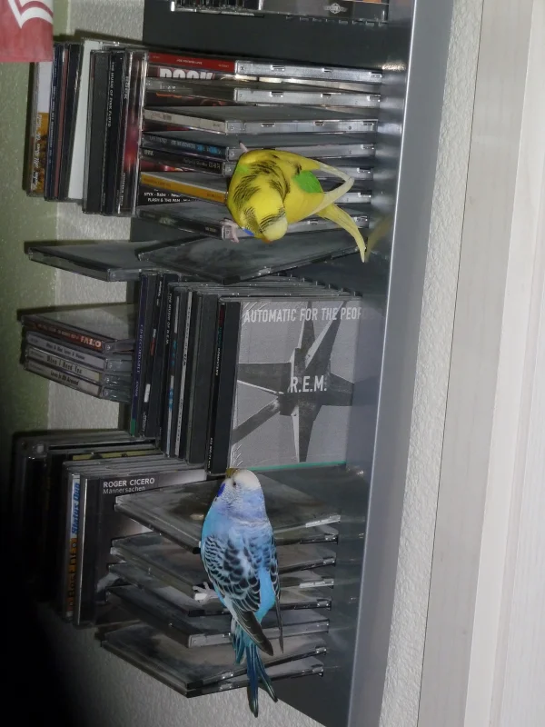 Wellensittich-Bild: Sally und Chico durchforsten die CD-Sammlung