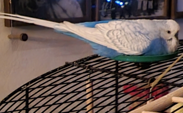 Rico
