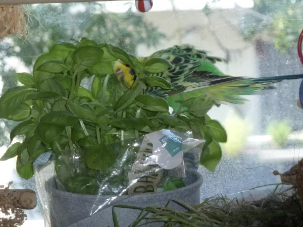 Wellensittich-Bild: Kiwi findet es ganz toll im Basilikum zu baden.