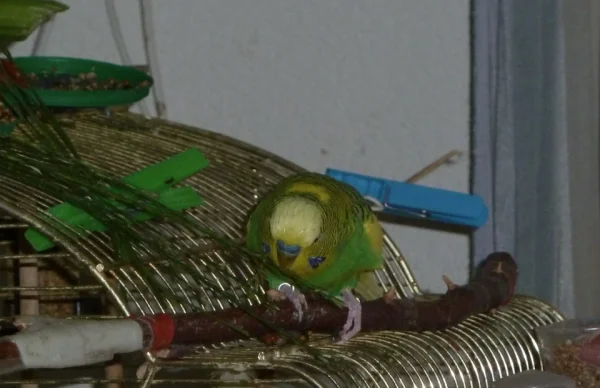 Wellensittich-Bild: Flori entdeckt Rispengras und läßt es sich schmecken.