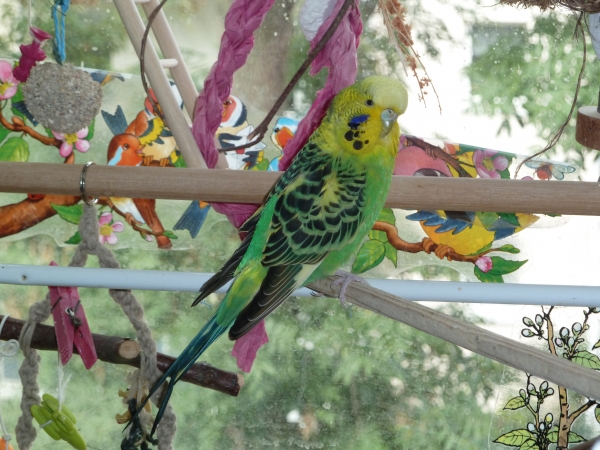 Kiwi