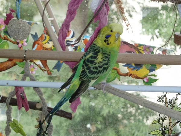 Wellensittich-Bild: Kiwi unser Neuzugang