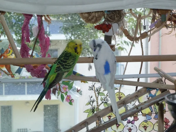 Wellensittich-Bild: Kiwi und Finn sind gemeinsam bei uns eingezogen. Kiwi konnte nicht fliegen, aber inzwischen klappt das schon wieder ganz gut.