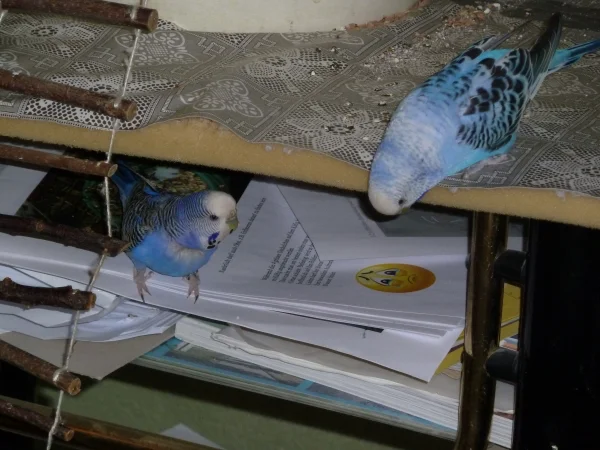 Wellensittich-Bild: Molly und Sally auf Entdeckungstour