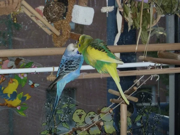 Wellensittich-Bild: Flori füttert Sally
