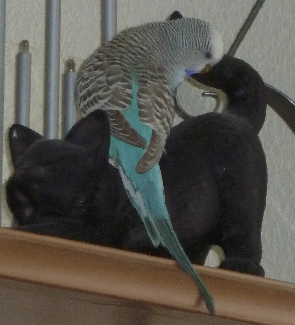 Wellensittich-Bild: Lilly reiter gern mal auf der Katze