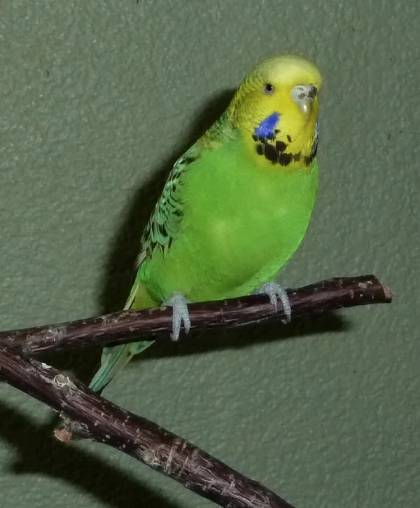 Wellensittich-Bild: Maximilia auf dem Vogelbaum
