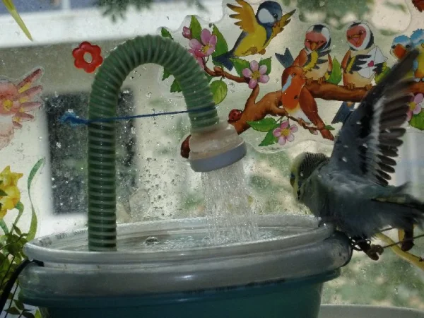 Wellensittich-Bild: Akeera liebt es zu baden