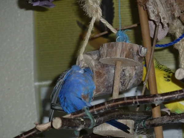Wellensittich-Bild: Molly untersucht die Holzröhre und Chico schaut von der andern Seite zu.