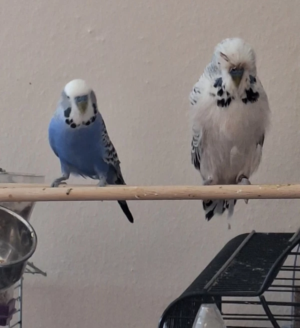 Wellensittich-Bild: Charly und unser Riesenbaby Puschel.