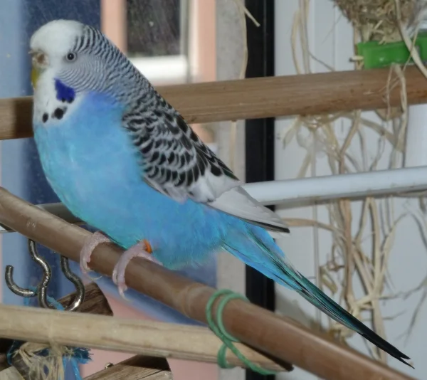 Wellensittich-Bild: Das ist unser Neuzugang Resi. Sie lernt nun wieder fliegen, nachdem sie bisher nur im Käfig saß.