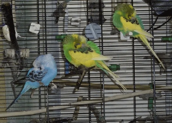 Wellensittich-Bild: Sally, Minino und Flori im Land der Träume