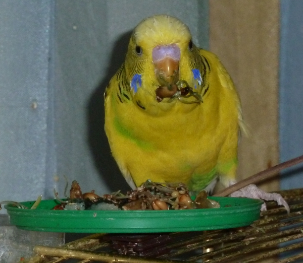 Chico