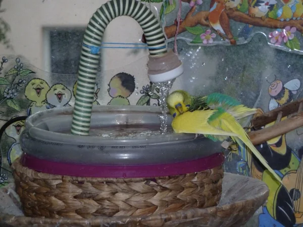 Wellensittich-Bild: Flori genießt die Dusche sichtlich