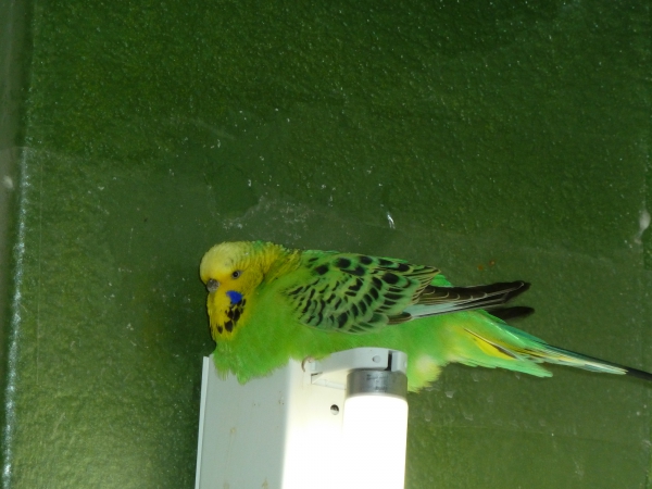 Maximilia