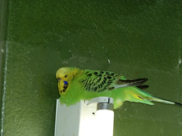 Wellensittich-Bild: Maximilia ruht sich gern auf der Birdlamp aus