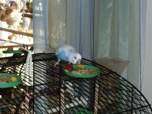 Wellensittich-Bild: Maxie lässt sich die Mango schmecken
