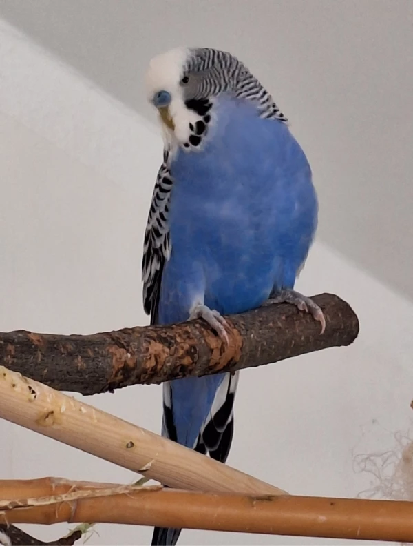Wellensittich-Bild: Charly ist mit seiner kleinen Freundin Winni bei uns eingezogen.