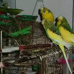 Männertrio