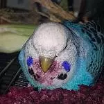 Purpurschnute 2
