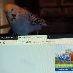 Sally am PC