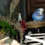 Molly läßt sich Grassamen schmecken