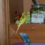 Was seid Ihr denn für komische Vögel?