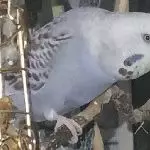 Vicky in Hab-Acht-Stellung