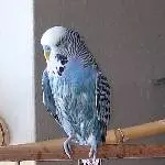 Pudelnass
