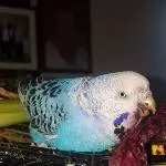 Purpurschnute