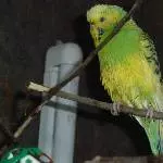 Pitschnass